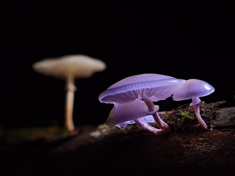 Enchanted Forest