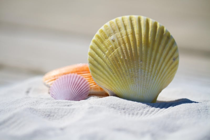 Seashell Centerpieces